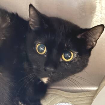 Rescue Domestic Short Hair Cats for Adoption in Marshall, Virginia - Turtle | PetCurious