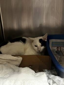 Rescue Domestic Short Hair Cats for Adoption in West Chester, Pennsylvania - Snuffles | PetCurious