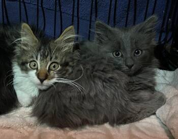 Domestic Medium Hair Cats Available for Adoption - Orion & Taliesin | PetCurious