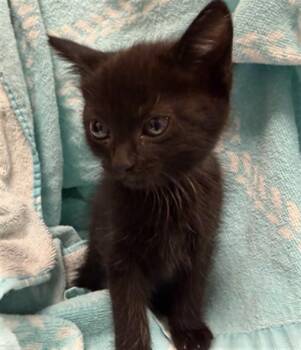 Domestic Short Hair Cats Available for Adoption in Ontario, California - STEVIE - BLUE COLLAR | PetCurious