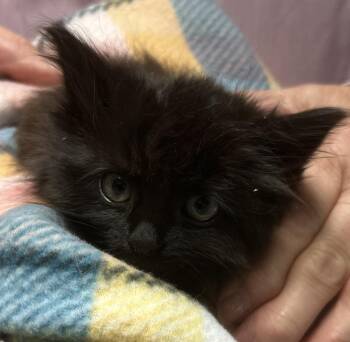 2026-57 Tonya Vine - in foster -  Domestic Long Hair Cat for Adoption in Windsor, Connecticut - 2026-57 Tonya Vine - In Foster | PetCurious
