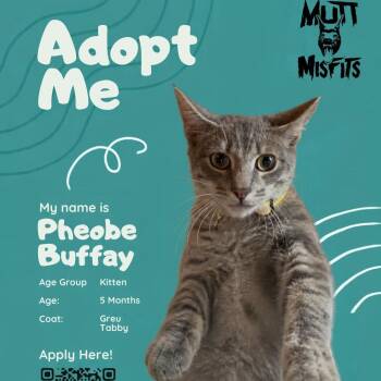 Phoebe Buffay -  Domestic Short Hair Cat for Adoption in Oklahoma City, Oklahoma - Phoebe Buffay | PetCurious