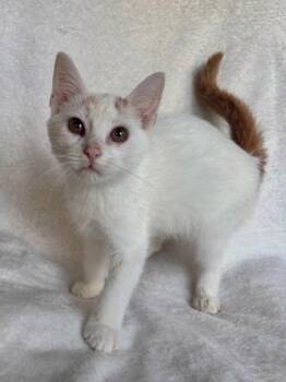 Weasel -  Domestic Short Hair Cat for Adoption in Wilkesboro, North Carolina - Weasel | PetCurious