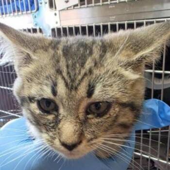 Tellie -  Domestic Short Hair Cat for Adoption in New York, New York - Tellie | PetCurious