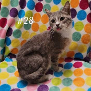 Domestic Short Hair Cats Available for Adoption in Parkersburg, West Virginia - Tabasco | PetCurious