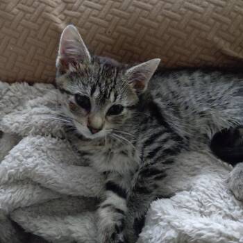 Iris -  Domestic Short Hair Cat for Adoption in Elyria, Ohio - Iris | PetCurious