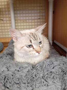 Linx -  Siamese and Domestic Medium Hair Cat for Adoption in Plano, Texas - Linx | PetCurious