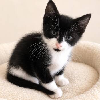 Emma -  Domestic Short Hair Cat for Adoption in Redwood Falls, Minnesota - Emma | PetCurious