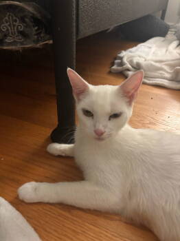 Rescue Domestic Short Hair Cats for Adoption in Los Angeles, California - Wendy | PetCurious