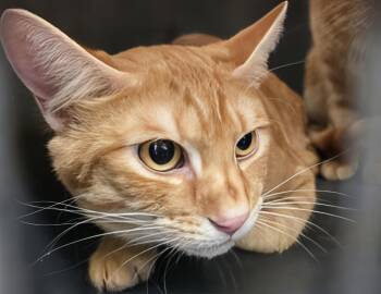 Desie -  Domestic Short Hair Cat for Adoption in Nashville, Tennessee - Desie | PetCurious