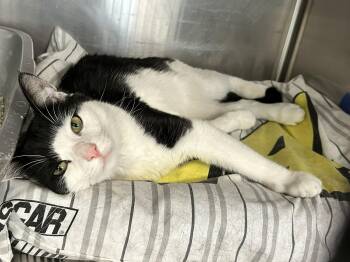 Domestic Short Hair Cats Available for Adoption in Sudbury, Massachusetts - Hops | PetCurious