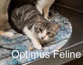 Optimus Feline -  Domestic Short Hair Cat for Adoption in Waverly, Tennessee - Optimus Feline | PetCurious
