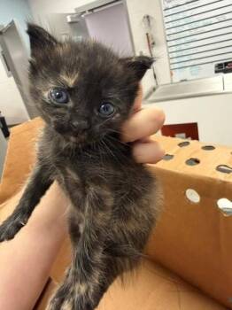 Marceline -  Domestic Short Hair Cat for Adoption in Gastonia, North Carolina - Marceline | PetCurious