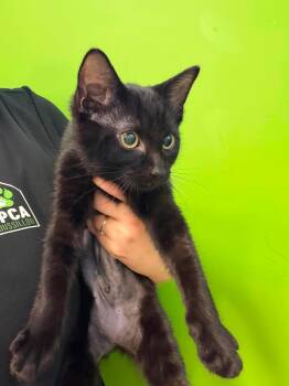 Minmin -  Domestic Short Hair Cat for Adoption in Delson, Quebec - Minmin | PetCurious