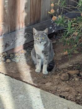 Momo (Courtesy Post) -  Domestic Short Hair Cat for Adoption in San Jose, California - Momo (Courtesy Post) | PetCurious