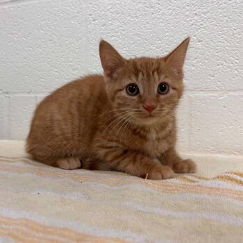 Domestic Short Hair Cats Available for Adoption in Lyndhurst, Virginia - SVAS-Stray-38515 | PetCurious