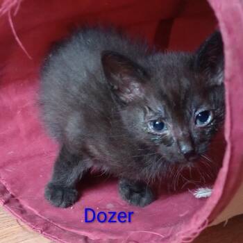 Dozer -  Domestic Short Hair Cat for Adoption in Grand Rapids, Minnesota - Dozer | PetCurious