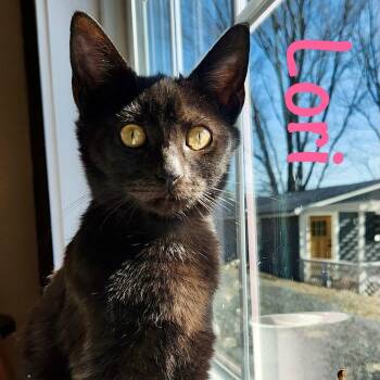 Domestic Short Hair Cats Available for Adoption - Lori | PetCurious