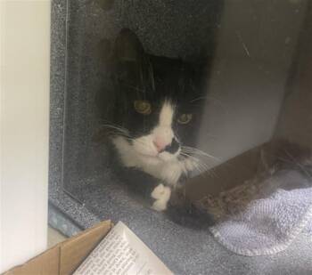 LEXINGTON -  Domestic Short Hair Cat for Adoption in Loveland, Colorado - LEXINGTON | PetCurious