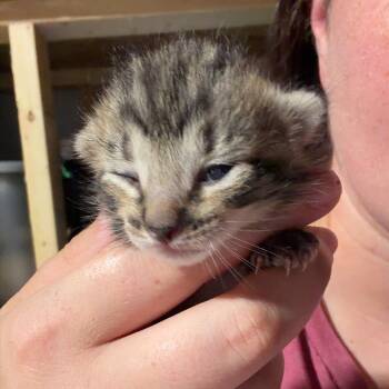 Rocco -  Domestic Short Hair Cat for Adoption in Hanna City, Illinois - Rocco | PetCurious