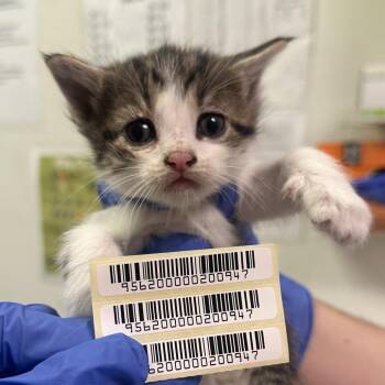 High Horse Lady -  Domestic Medium Hair Cat Available for Adoption in Charleston, West Virginia - High Horse Lady | PetCurious