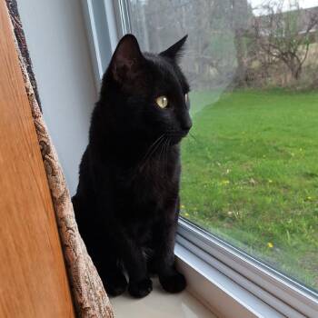 American Shorthair Cats Available for Adoption in Akron, New York - Smokey ARC2026-106 | PetCurious