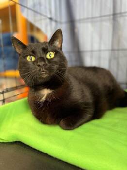 Rescue Domestic Short Hair Cats for Adoption in Hartville, Ohio - Dahlia | PetCurious