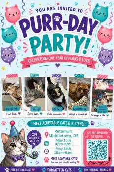 Domestic Short Hair Cats Available for Adoption in Greenville, Delaware - Middletown PetSmart