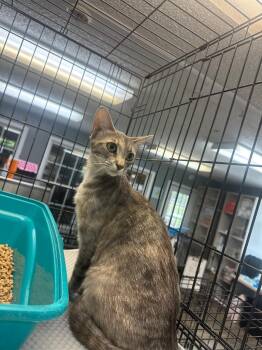 Steezy -  Domestic Short Hair Cat for Adoption in Winnsboro, South Carolina - Steezy | PetCurious