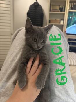 Grayson -  Russian Blue and Domestic Short Hair Cat for Adoption in Walnut Creek, California - Grayson | PetCurious