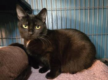 Rescue Domestic Short Hair Cats for Adoption in Stoughton, Wisconsin - Kanga | PetCurious