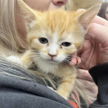 Domestic Short Hair Cats Available for Adoption - Ava | PetCurious