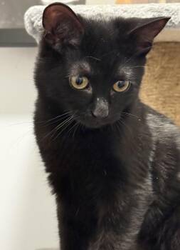 Domestic Short Hair Cats Available for Adoption - Aries | PetCurious