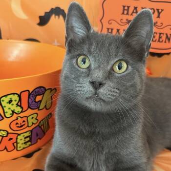 Knox -  Domestic Short Hair Cat for Adoption in Sweetwater, Tennessee - Knox | PetCurious