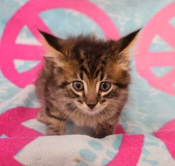 Pablo -  Domestic Medium Hair Cat for Adoption in Thief River Falls, Minnesota - Pablo | PetCurious