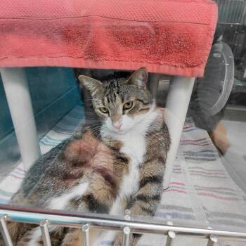 Domestic Short Hair Cats Available for Adoption in Philadelphia, Pennsylvania - Birch | PetCurious