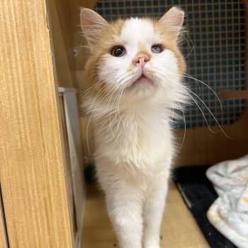 Cooper -  Domestic Medium Hair Cat for Adoption in Manhattan, Kansas - Cooper | PetCurious