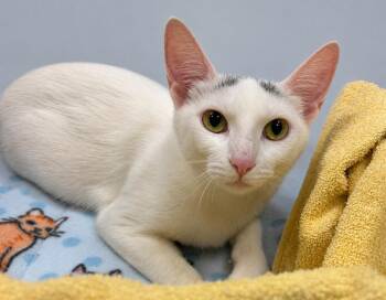 Domestic Short Hair Cats Available for Adoption in Saint Paul, Minnesota - Fish | PetCurious
