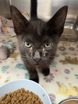 Tired -  Domestic Short Hair Cat for Adoption in Lockhart, Texas - Tired | PetCurious