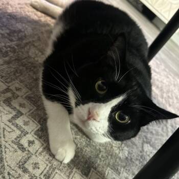 Gary -  Domestic Medium Hair Cat for Adoption in Huntsville, Alabama - Gary | PetCurious