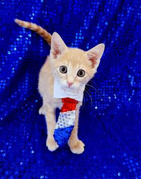 Ollie -  Domestic Short Hair Cat Available for Adoption in Lake Monroe, Florida - Ollie | PetCurious