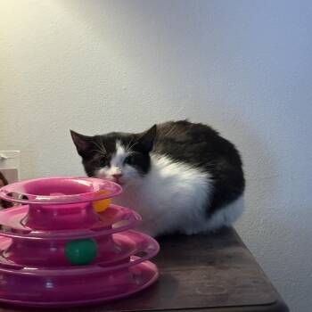 Domestic Short Hair Cats Available for Adoption - Jasmine | PetCurious