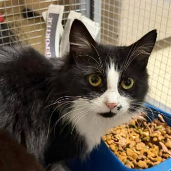 Domestic Short Hair Cats Available for Adoption - Cindy (16823) | PetCurious