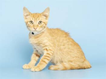 COLONEL -  Domestic Short Hair Cat for Adoption in Phoenix, Arizona - COLONEL | PetCurious