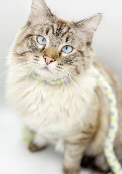 Birman and Siamese Cats Available for Adoption in Bedford Hills, New York - Milli Vanelli Is A Supermodel Superstar!  VIDEO!! | PetCurious