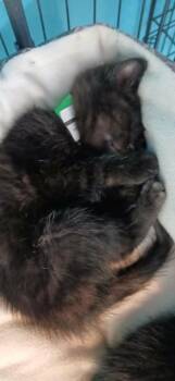 Domestic Medium Hair Cats Available for Adoption in Crocker, Missouri - Tabasco | PetCurious