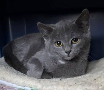 Rescue Domestic Short Hair Cats for Adoption - Jiminy | PetCurious