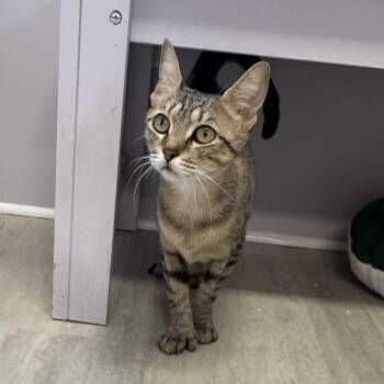 Miel -  Extra Toes Cat Hemingway Polydactyl Cat for Adoption in East Northport, New York - Miel | PetCurious