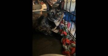 Domestic Short Hair Cats Available for Adoption - Fiona | PetCurious