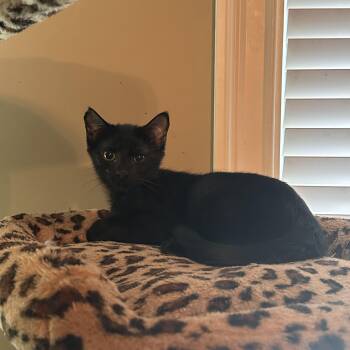 Kylo -  Domestic Short Hair Cat for Adoption in Murfreesboro, Tennessee - Kylo | PetCurious